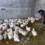 México suspende importaciones avícolas de Brasil tras brote de enfermedad de Newcastle
